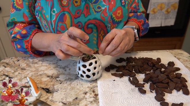 Tolumnia Orchids on Tour | What Has Worked...and What Has Not! | Four Tolumnia Orchid Repots смотреть онлайн