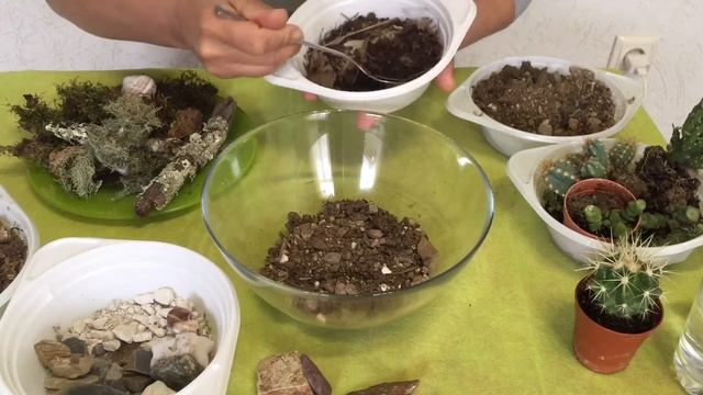 Мастеркласс Флорариум из кактусов и сукулентов . Сажаем сами .