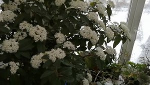 #калиналавролистная#зимнеецветение.        Калина лавролистная, зимнее цветение.  An.