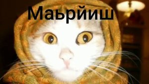 кошки к1ант зуд ялош ??