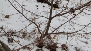 ВЫРОС ДУБ ВОЗЛЕ ДОМА. ДЛЯ ЧЕГО НУЖНЫ ЛИСТЬЯ ДУБА. КОГДА ЕГО ОБРЕЗАТЬ.