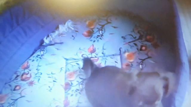 ДОСТАВКА ПО ВСЕЙ ЕВРОПЕ !   В ПРОДАЖЕ Щенки породы ЧИХУАХУА длинношёрстные ШОКОЛАДНОГО окраса