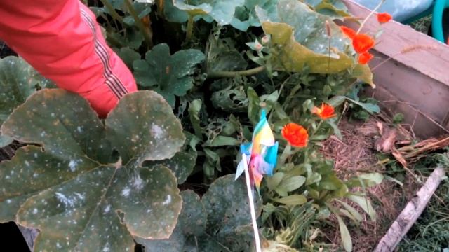 Патиссоны - выращивание в смешанных посадках