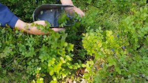 Сбор черники комбайном.Мастер класс!)))