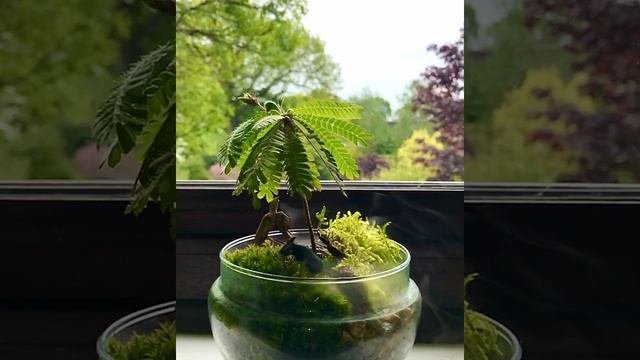 Biophytum Sensitivum Terrarium