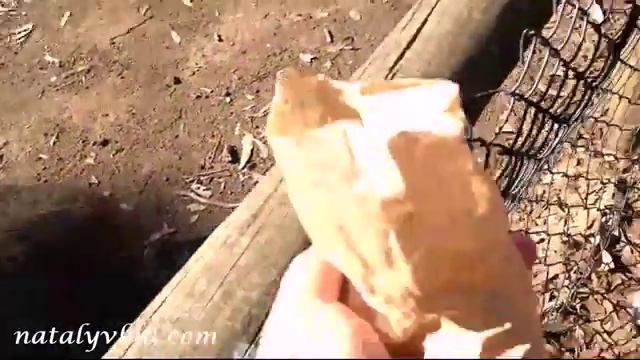 Вомбат в Австралии, Гладить и кормить вомбата смотреть онлайн