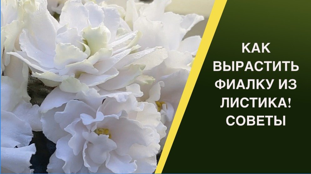 КАК РАЗМНОЖАТЬ ФИАЛКИ! СОВЕТЫ ОТ ПРОФЕССИОНАЛА!