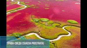 Красный пляж. Чудо природы расположенное в Китае. Из чего состоит знаменитый красный пляж?