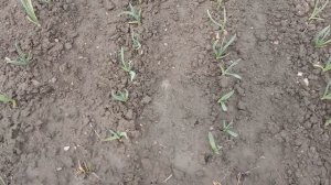 Подкормка чеснока нашатырным спиртом