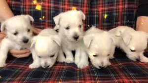 Вест-хайленд-уайт-терьер👑.