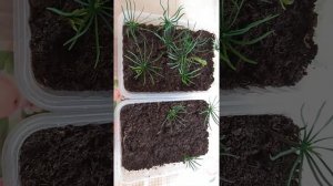 02.02.2022 лучший способ прорастить кедр.