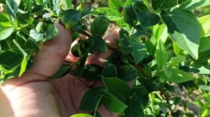 Все об антракнозе. Лечение, предупреждение.