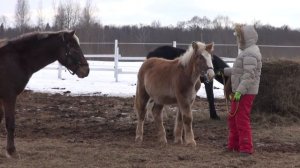 Оповоживание жеребёнка - впервый раз на чумбуре