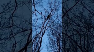 Самка длиннохвостой неясыти лает // Strix uralensis // Ural owl // Уральская неясыть