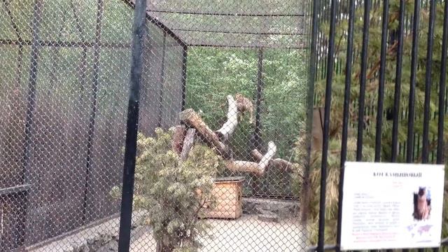 Новосибирский зоопарк. Малые кошачьи смотреть онлайн