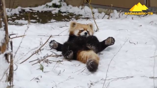 ОНИ КАК НЕ ОТ МИРА ЗЕМНОГО Красная панда   Pikabu    Веселая Видео Подборка! Red Panda Funny