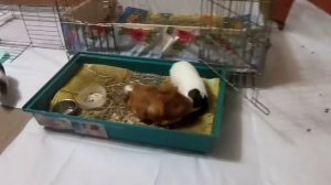 Gvinejas cūkas piekopj Andu ciltis Dienvidamerikā pirms 5000 tūkstošiem gadu..mp4