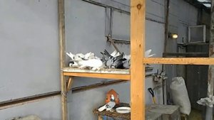 Голуби сизо-лысые, армавирские