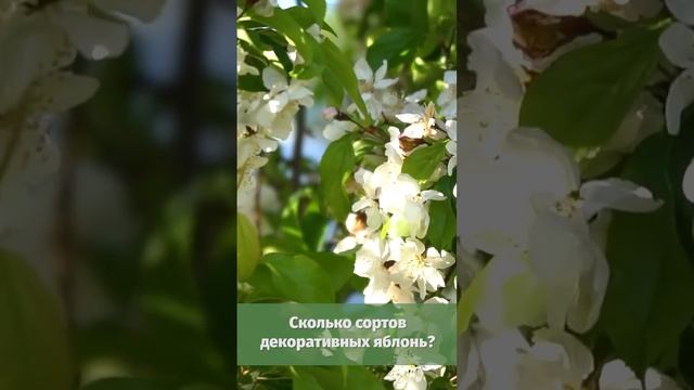 Сколько сортов декоративных яблонь? ?