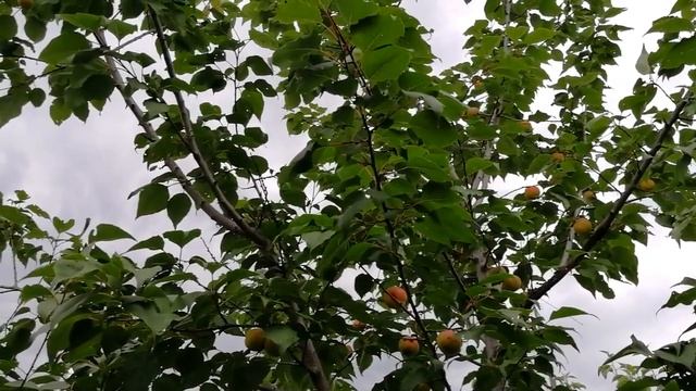 Абрикос Подмосковный Румяный Питомник Садоград смотреть онлайн