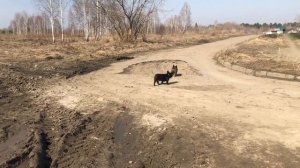 Французские бульдоги БумОсики. Остин точно знает где лужа (грязь) лежит