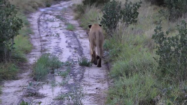 African animals of Botswana! 🇧🇼 смотреть онлайн