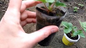 Почему рассада земляники из семян не выросла ? Ответ.