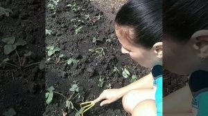 Как удобрить клубнику золой. Сорт Рубиновый кулон.