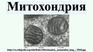 Митохондрия