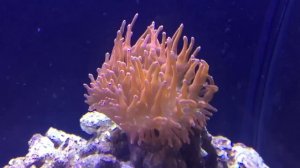 haitian anemone and rose tip anemone | saltwater tank coral