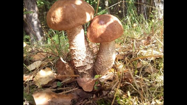 Чудеса природы смотреть онлайн