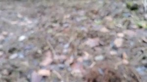 Коп на старых хуторах в лесах Ленинградской области