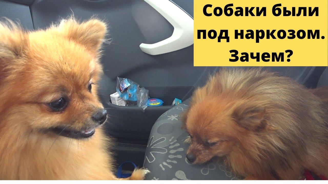 Шпицам потребовалась операция! СДЕЛАЛИ ОПЕРАЦИЮ РАДИ КРАСОТЫ!