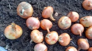 Высаживаем семенники. Критерии отбора.