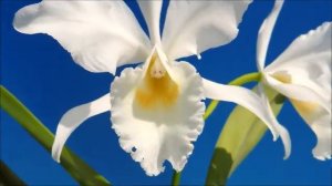 Cattleya labiata f.alba  `Equilab'        orchid