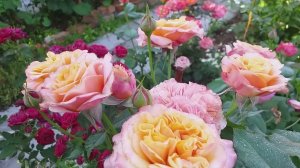 ЛА ВИЛЛА КОТТА - достойное украшение сада! #розы