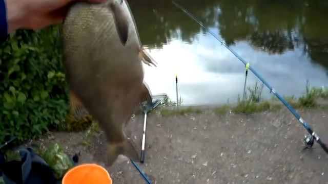 Рыбалка летом на хорошего леща Ловля на кормушки и поплавок с берега на озере смотреть онлайн