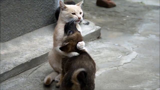 Виктория Ланевская  - Обнимай Lounge version