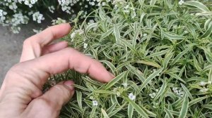 Только так можно сохранить вегетативный алиссум Сноу принцесс до весны . Условия для зимовки в доме