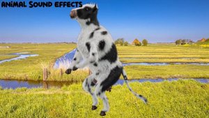 FUNNY COW DANCE 17| Cow Song and Cow Videos