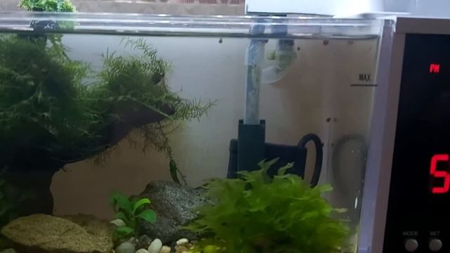Мини аквариум с USB питанием с AliExpress смотреть онлайн
