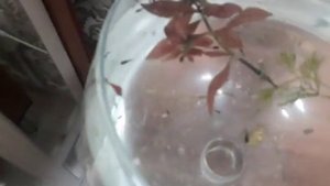 Разведение аквариумных живородящих рыб