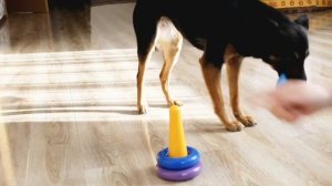 КАК НАУЧИТЬ СОБАКУ СОБИРАТЬ ПИРАМИДКУ? | flymdogs