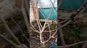 Инжир Брунсвик. Подготовка к зимнему укрытию.