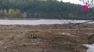 Нашли бивень мамонта. Народные новости