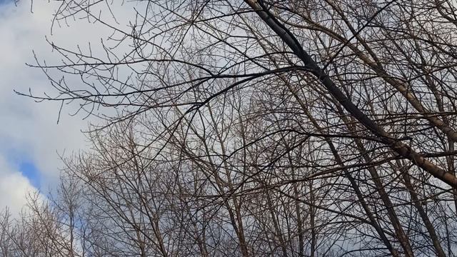 5 марта народный праздник День Льва. Что делать нельзя. Народные приметы и традиции смотреть онлайн