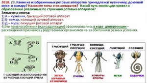 Типы ротовых аппаратов насекомых