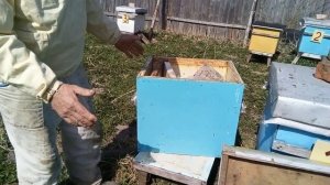 Пасека Лаврова. Готовим пасеку к делению основных семей