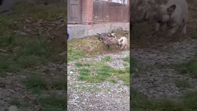 Бультерьер стандартный. /Французский бульдог/. Щенки. смотреть онлайн