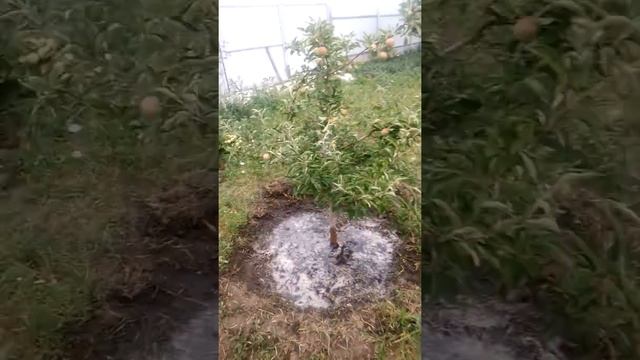 Как поливать деревья и сколько. смотреть онлайн